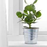 SOCKER - Plant Pot - galvanized - 12cm