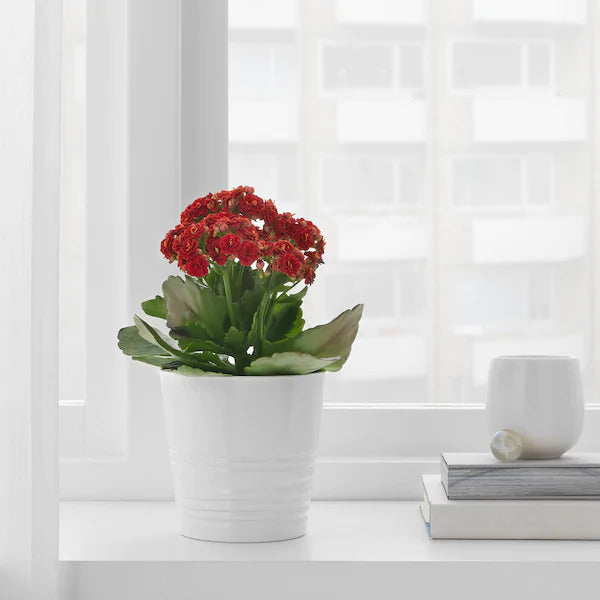 muskot plant pot MUSKOT - Plant Pot - 9 cm – Etcetera Maldives